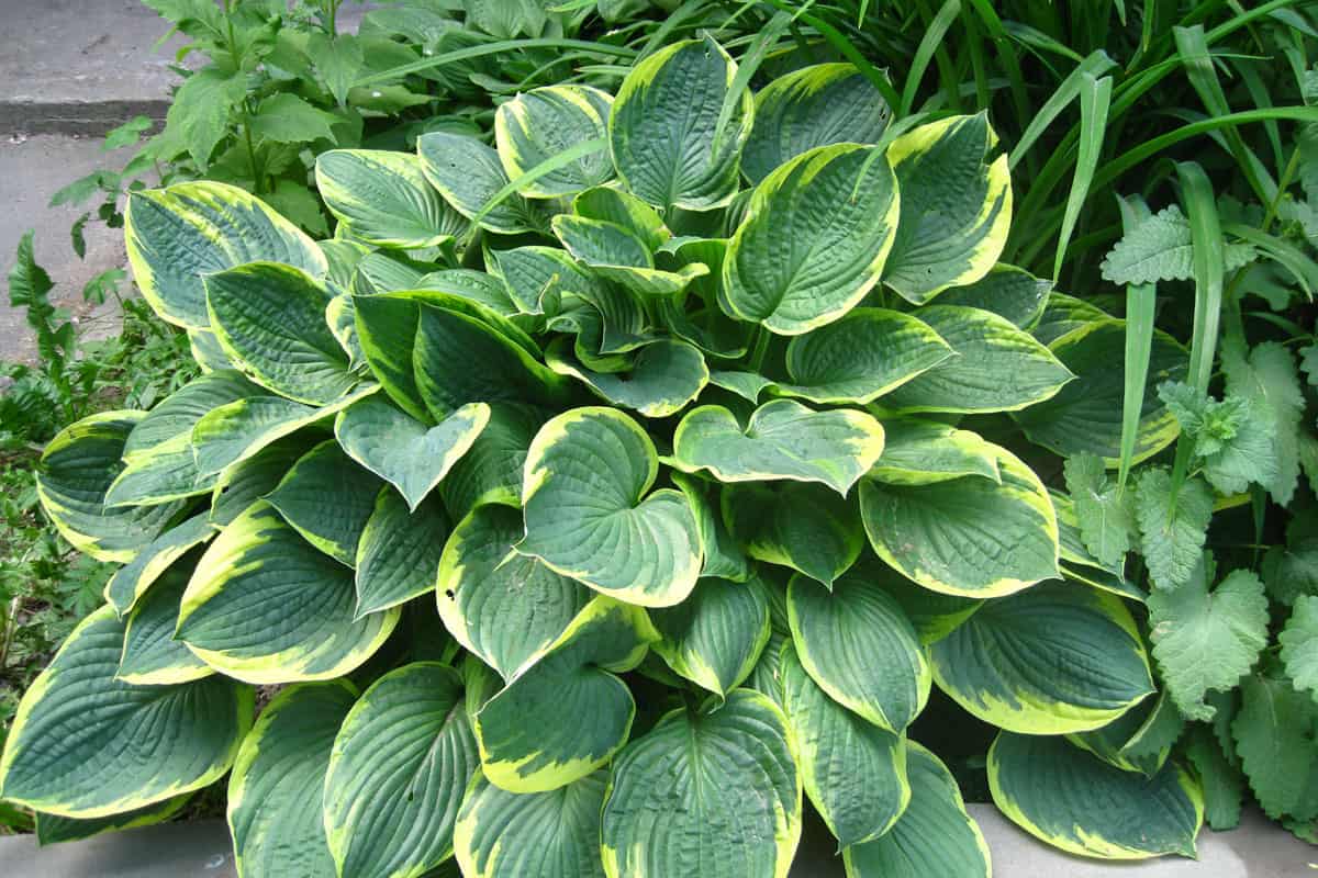 Beautiful green Hosta with yellow ends