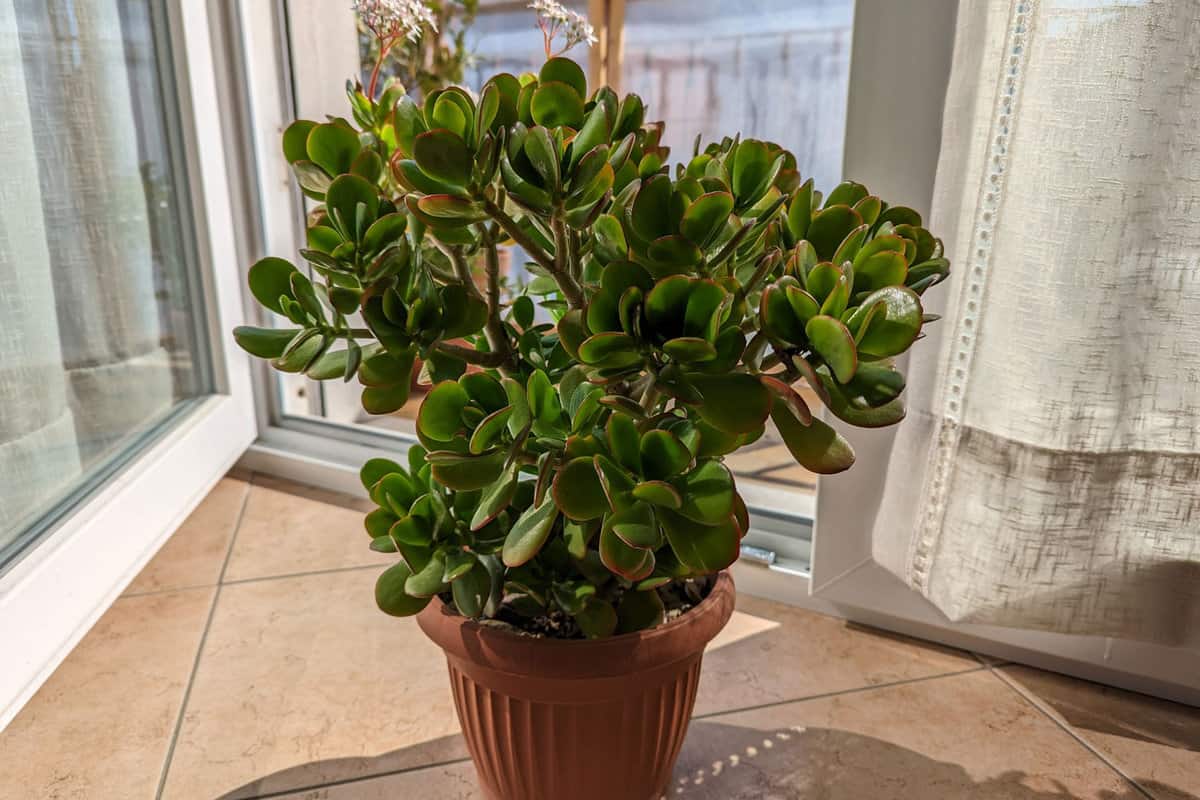 Beautiful indoor background near an open window with crassula ovata, a succulent plant also known as jade plant, lucky plant