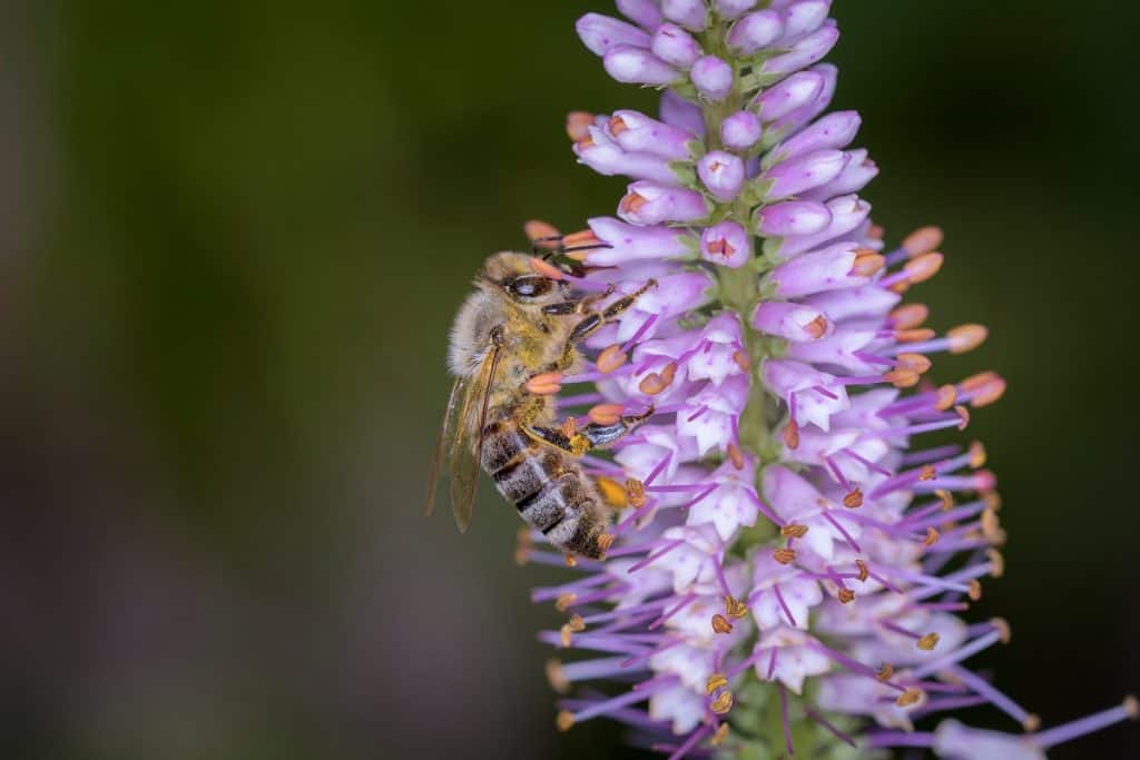 Bee - Apis mellifera - pollinates a blossom of the Culver's root, Bowman’s root or black root - Veronicastrum virginicum