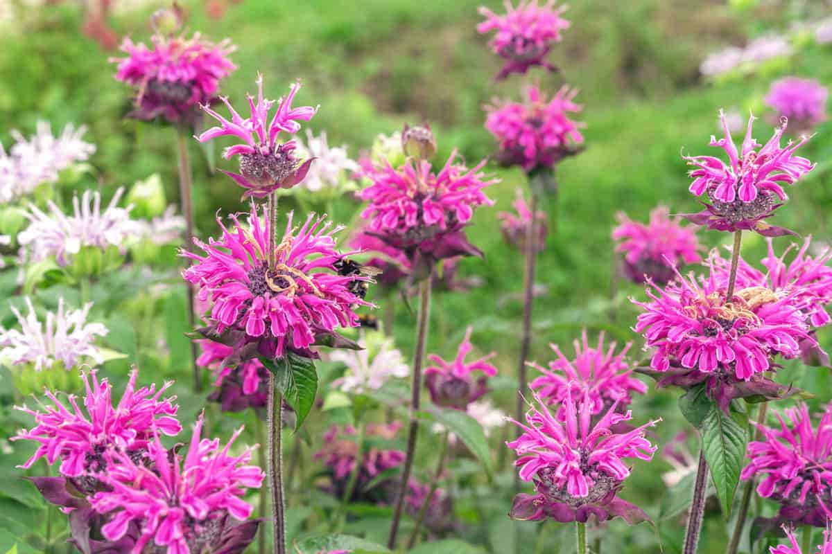 Bright pink bee balm flowers 