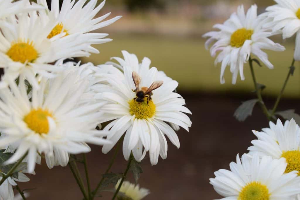 Bee sitting on white common daisy