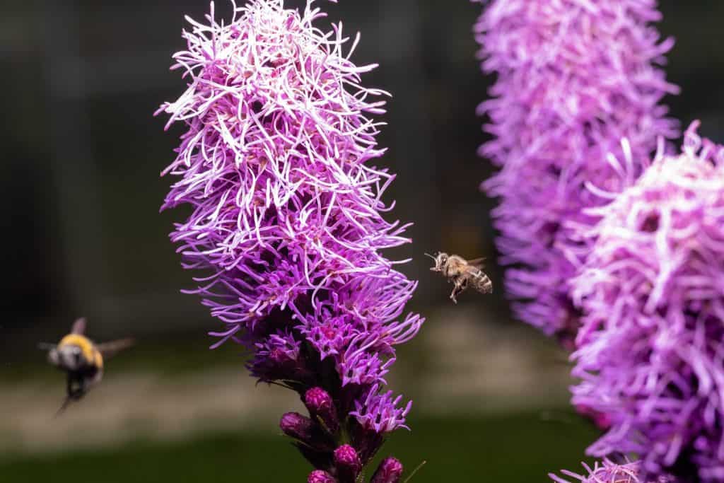 Bees collect honey from the purple Liatris spicata flower. Macro
