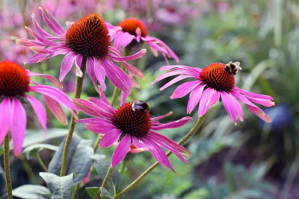 Bees collecting pollen on purple coneflowers