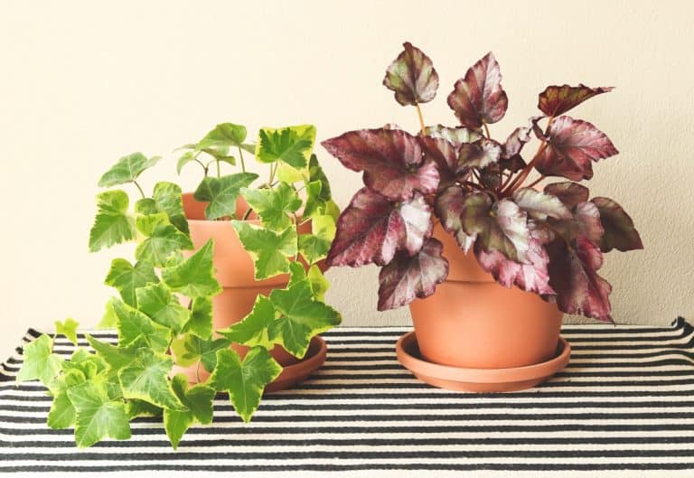 Begonia and English Ivy in pots