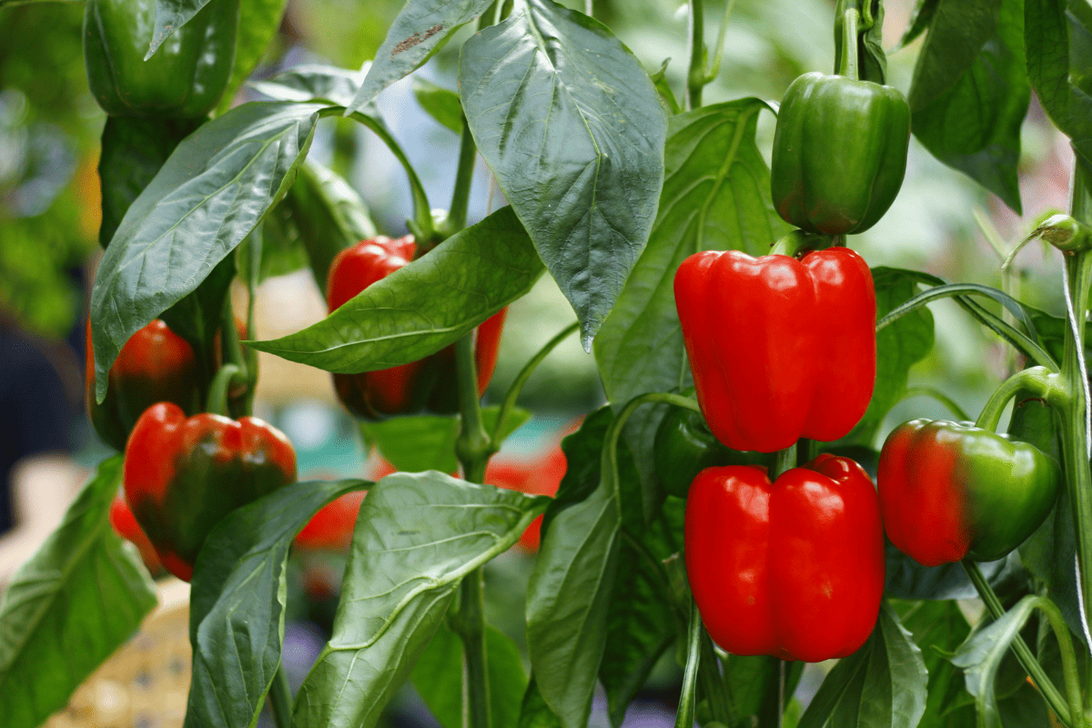 Bell pepper in the garden
