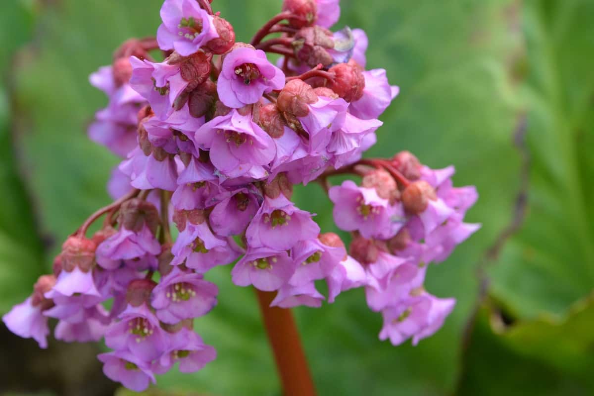 Bergenia, known also as Bergenia cordifolia. Pink flowers close up