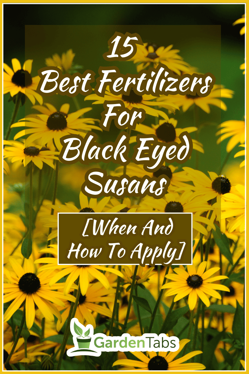 Black Eyed Susan - Flower. - 15 Best Fertilizers For Black Eyed Susans [When And How To Apply]