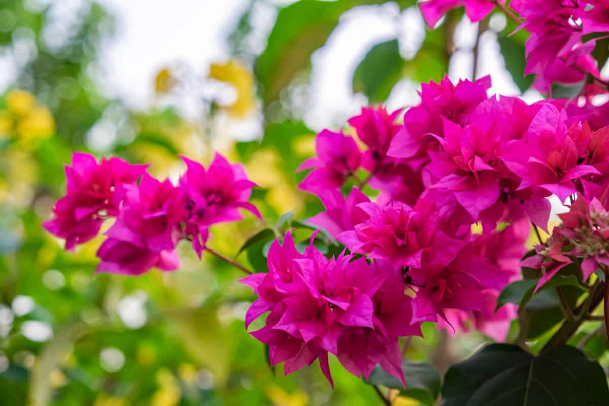 Blooming bougainvillea Bouquet on tree.Magenta flowers.Bougainvillea flowers as a background.Floral background.