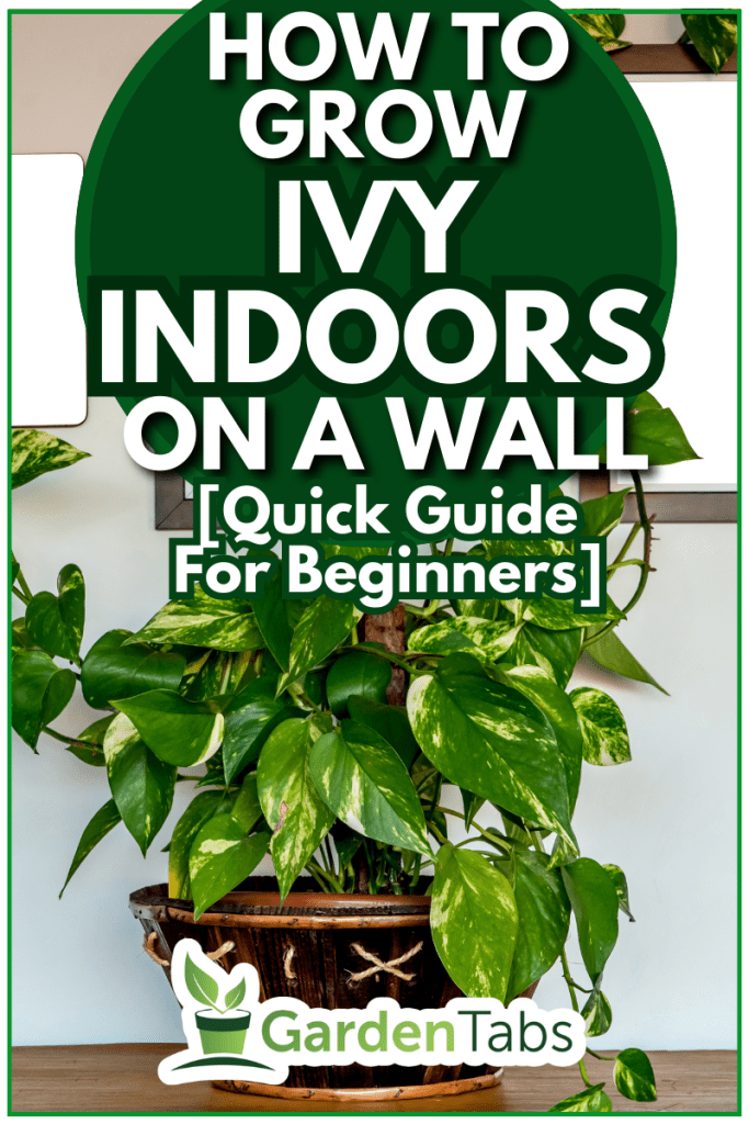 Boa plant mockup. Devil's ivy or Epipremnum aureum is a beautiful. - How To Grow Ivy Indoors On A Wall [Quick Guide For Beginners]