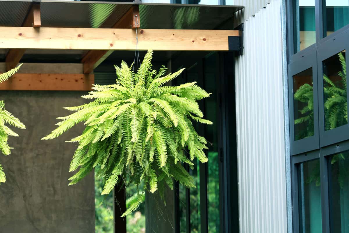Boston fern hang from the roof with dark background