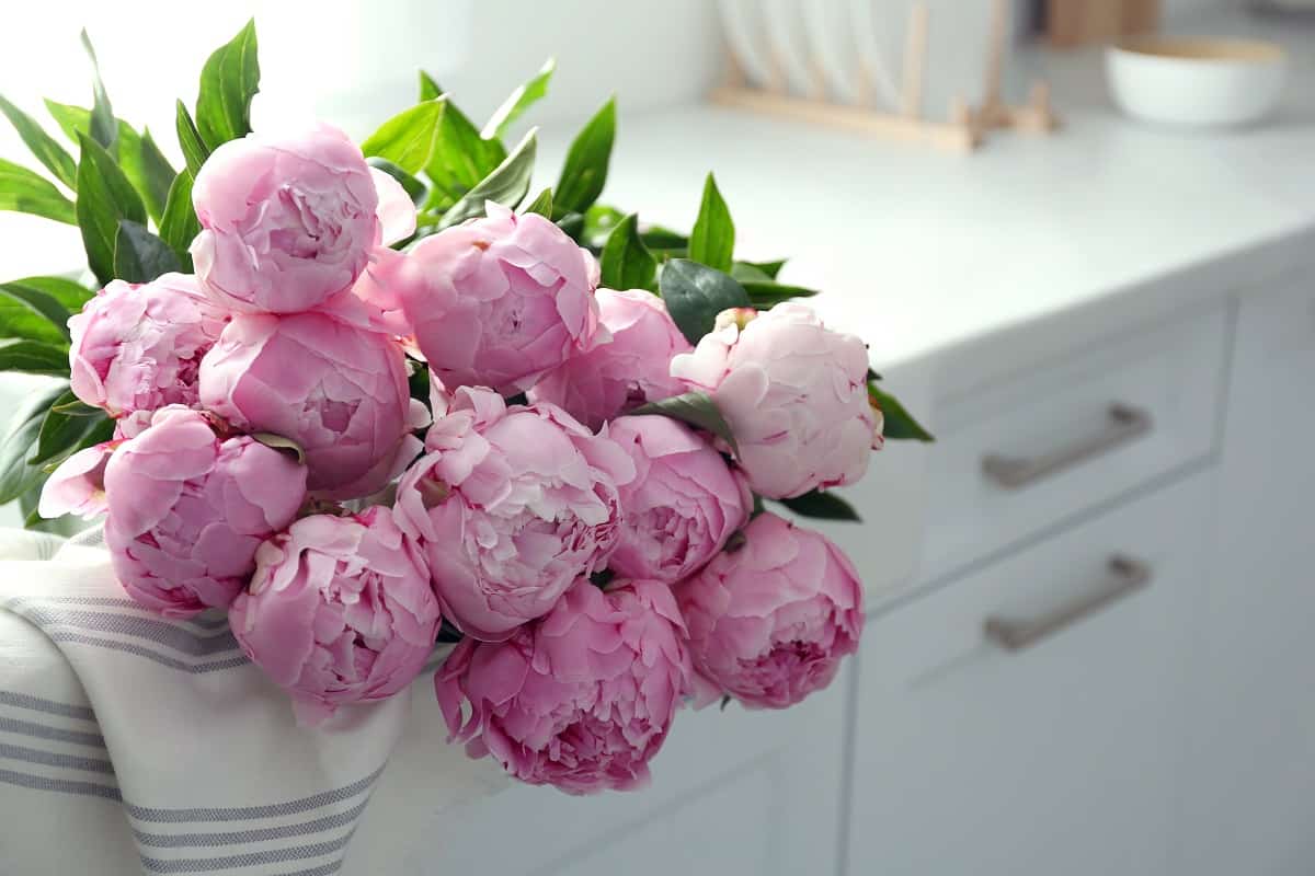 Bouquet of beautiful pink peonies on counter in kitchen