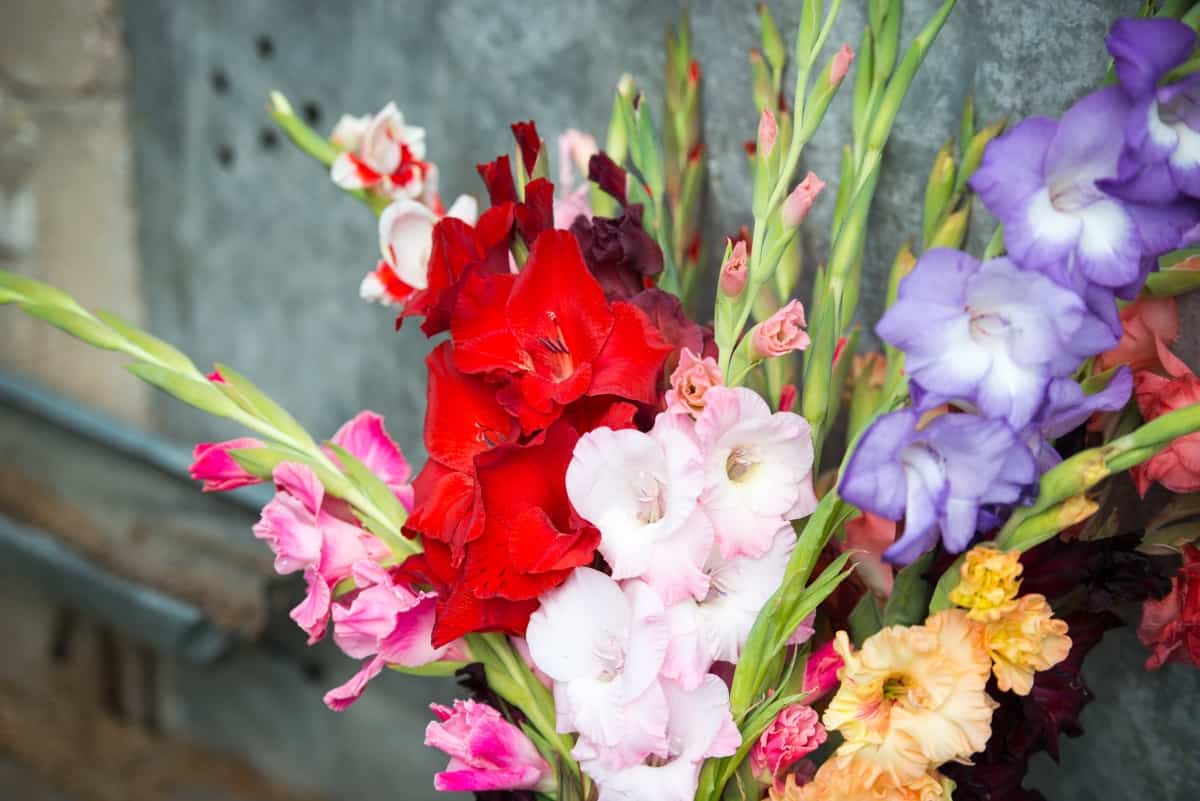 Bouquet with colorful gladiolus