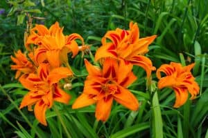 Bright orange daylilies, The 17 Best Plants to Grow in Zone 3b (-35 to -30 °F/-37.2 to -34.4 °C)