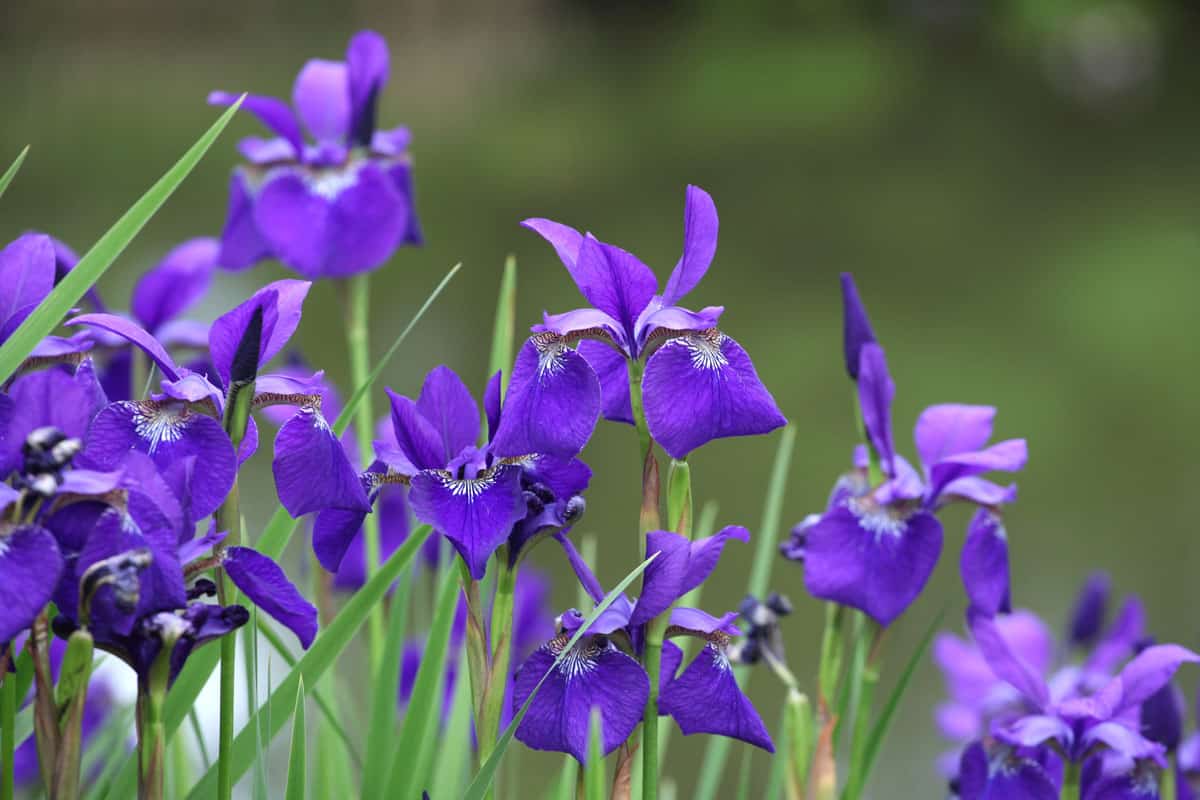 Bright purple petals of Siberian Iris