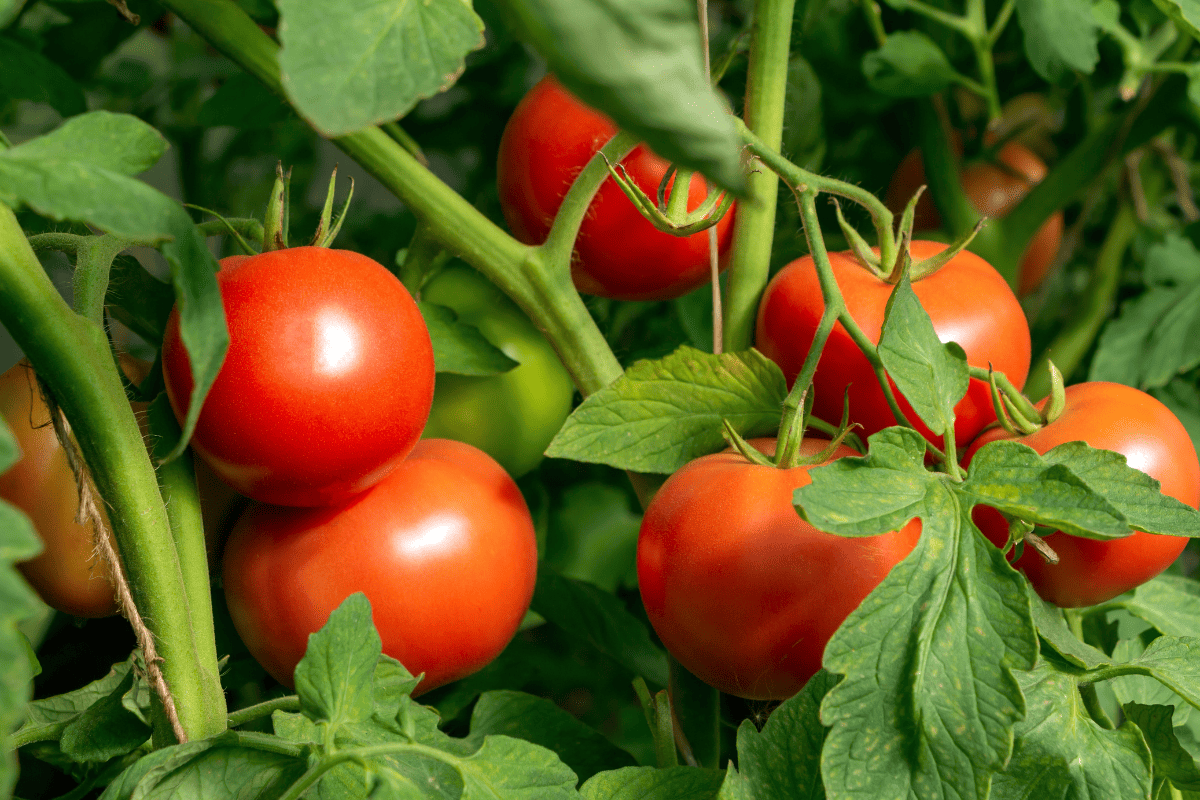 Bunch of organic ripe red juicy tomato in greenhouse