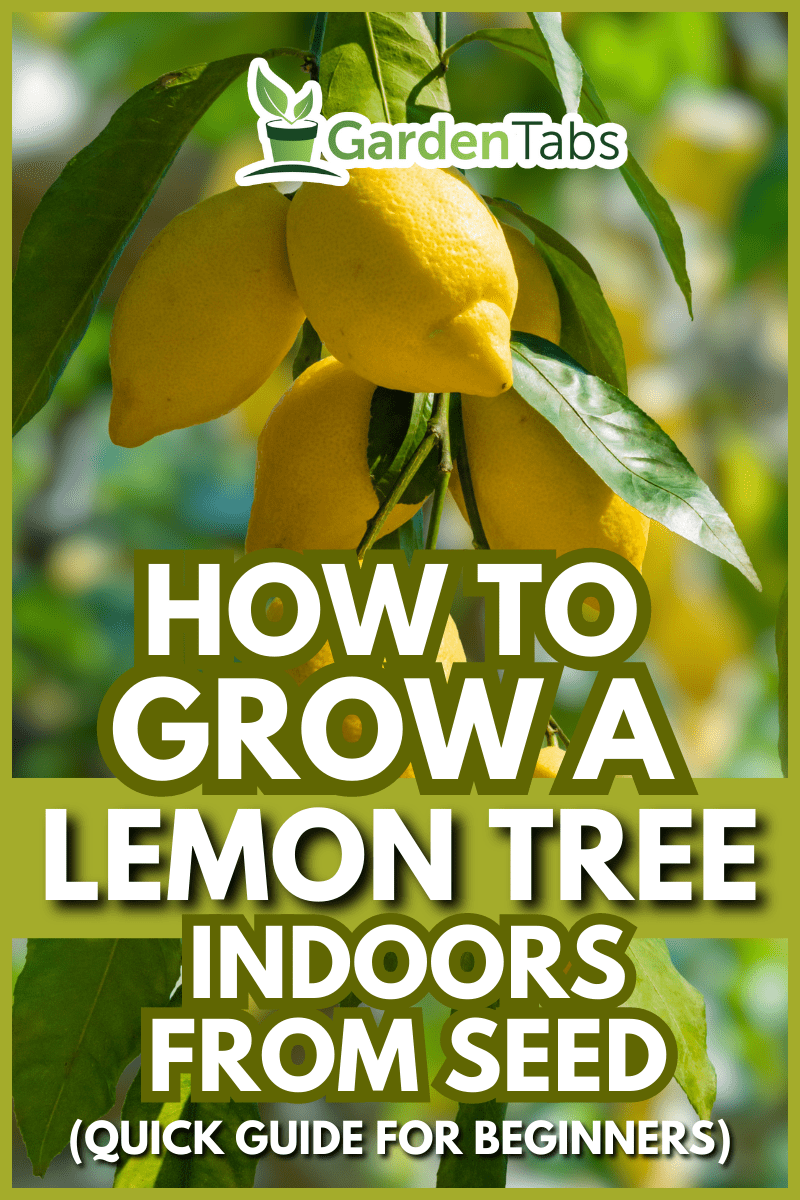 Bunches of fresh yellow ripe lemons on lemon tree branches in Italian garden. - How To Grow A Lemon Tree Indoors From Seed (Quick Guide For Beginners)