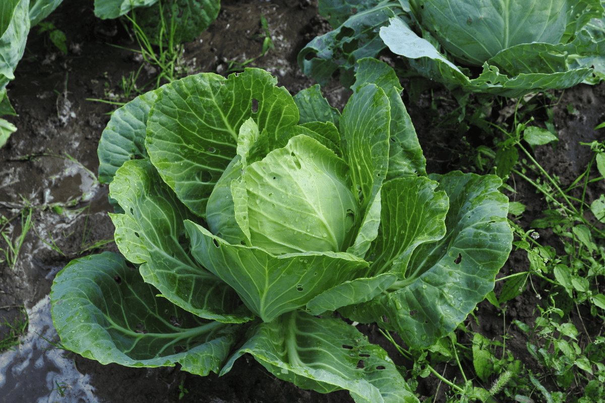 Cabbage (Brassica oleracea) plant in vegetable garden