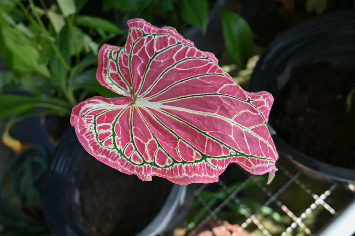 Caladium bicolor with pink leaf and green veins (Florida Sweetheart)