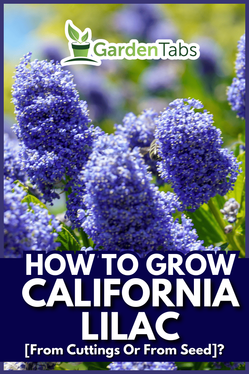 Californian Lilac flowering in the spring. - How To Grow California Lilac [From Cuttings Or From Seed]?