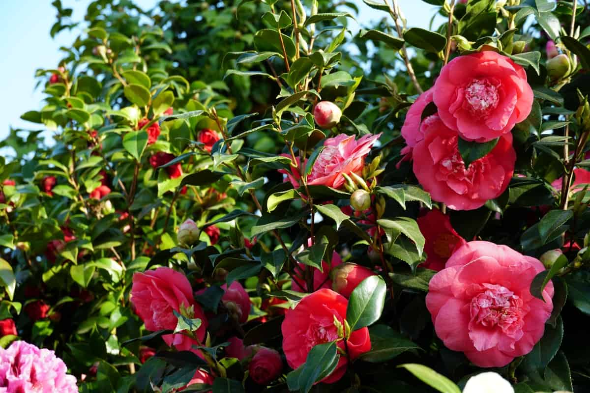 Camellia bush with dark pink flowers in different stages of bloom with green shiny leaves.