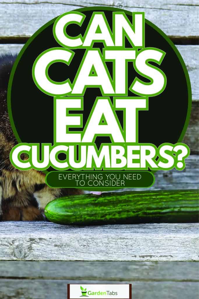 A tabby cat looking at a cucumber in the kitchen table, Can Cats Eat Cucumbers? Everything You Need to Consider