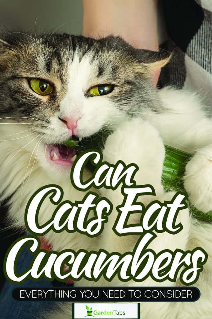 A tabby cat looking at a cucumber in the kitchen table, Can Cats Eat Cucumbers? Everything You Need to Consider
