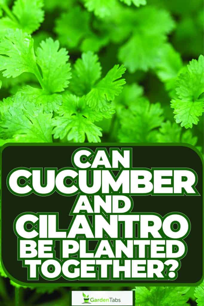 Farmer harvesting fresh cucumbers, Can Cucumber And Cilantro Be Planted Together? A Quick Gardening Guide
