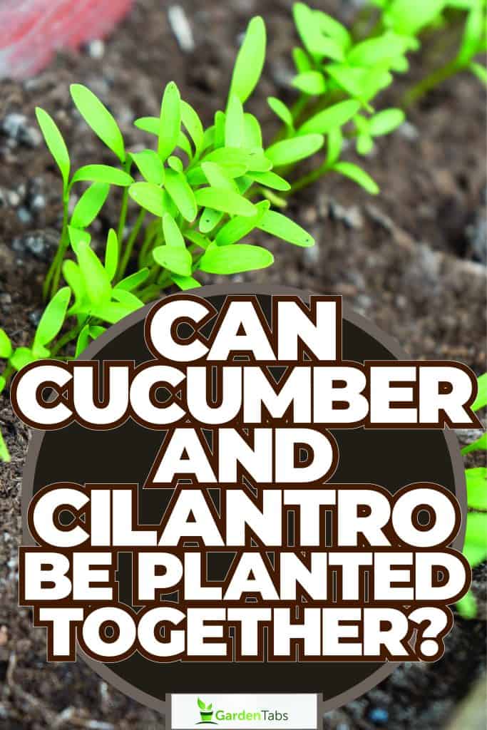 Farmer harvesting fresh cucumbers, Can Cucumber And Cilantro Be Planted Together? A Quick Gardening Guide