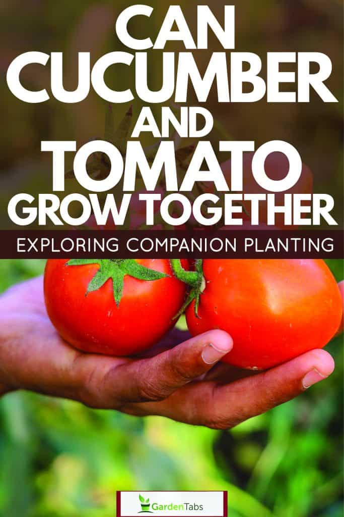 Man holding fresh harvested tomatoes, Can Cucumber And Tomato Grow Together? Exploring Companion Planting