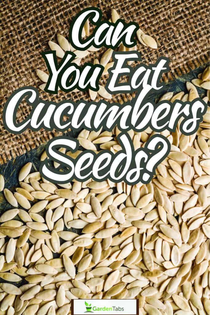 A glass filled with cucumber seeds, Can You Eat Cucumber Seeds? A Quick Guide for Healthy Snacking