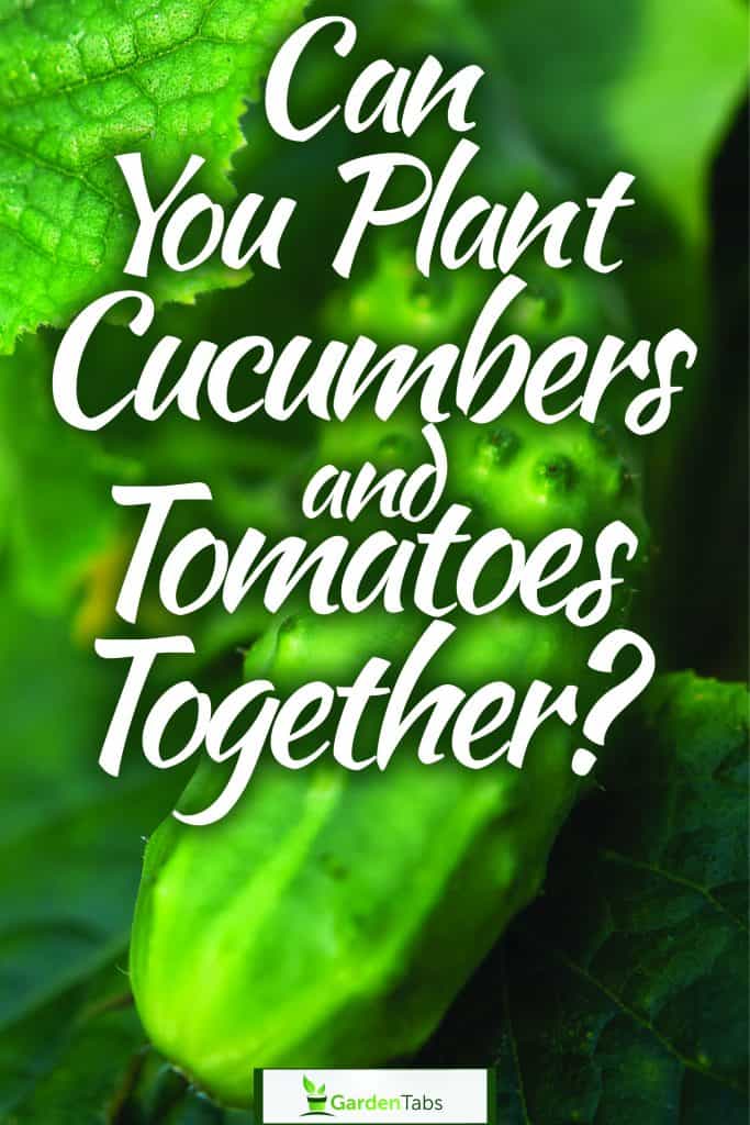 Tomatoes slowly getting ripe, Can You Plant Cucumbers And Tomatoes Together?