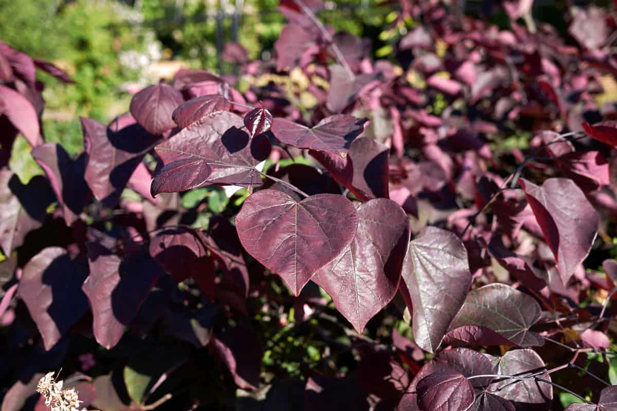 Cercis canadensis red purple foliage