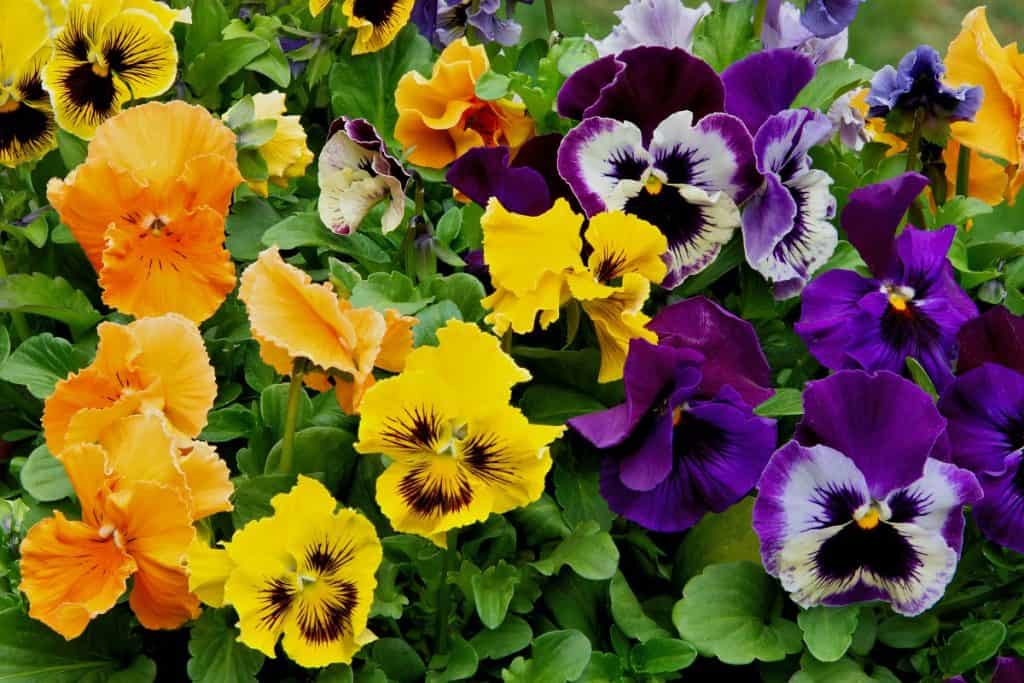 Cheerful arrangement of colorful pansy faces. Closeup of vibrant pansy blossoms in a variety of colors, patterns, and shapes.