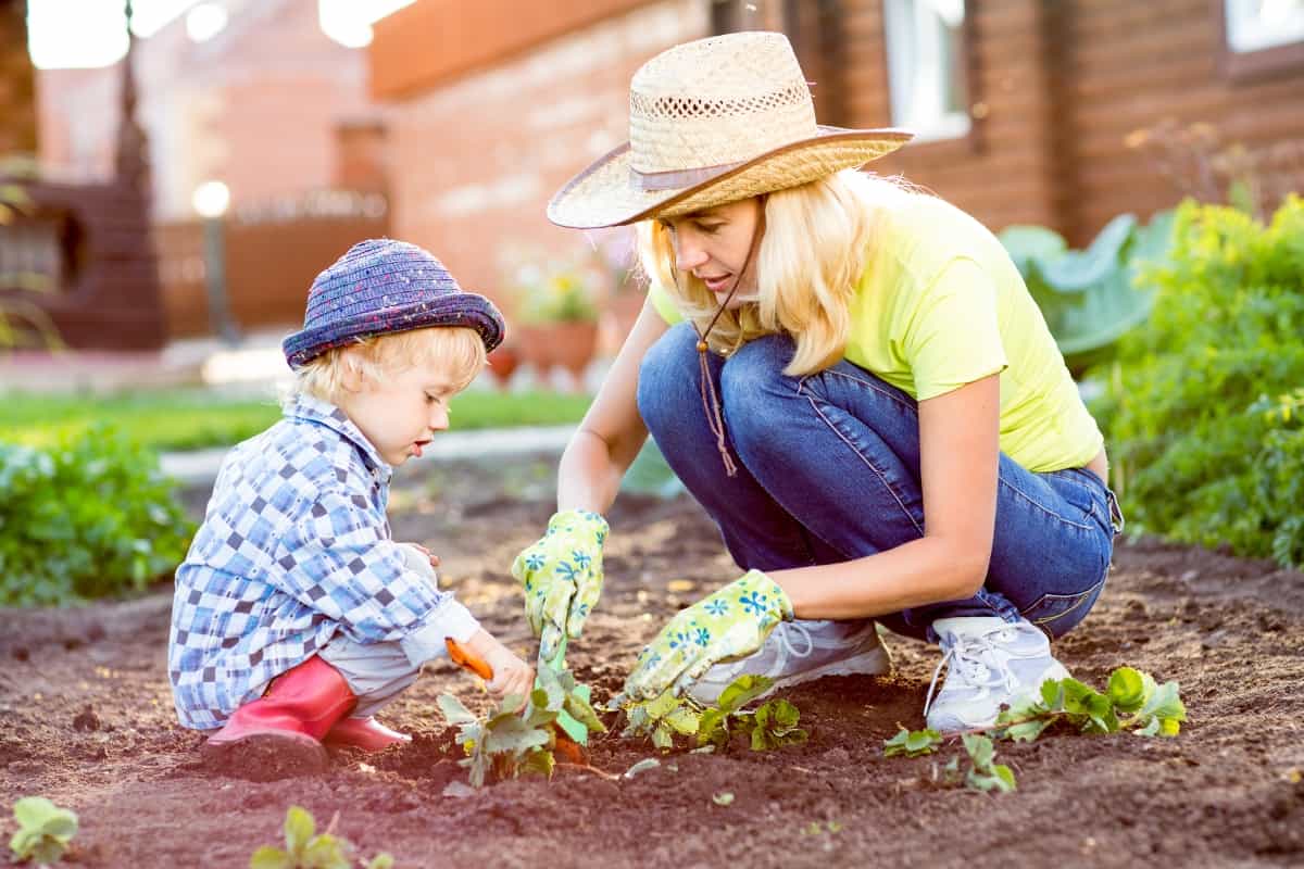 Child and his mother planting strawberry seedling into fertile soil outside in garden