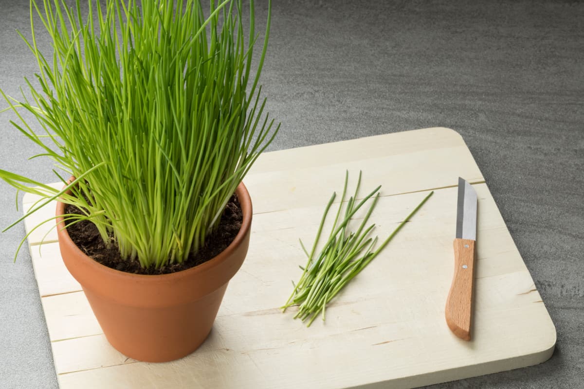 Chive plant on top of chopping board
