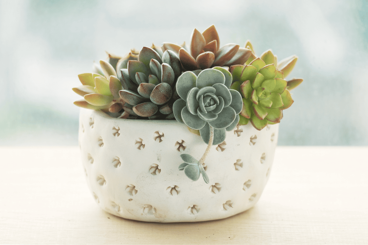 Clay pot of various of flowering echeveria