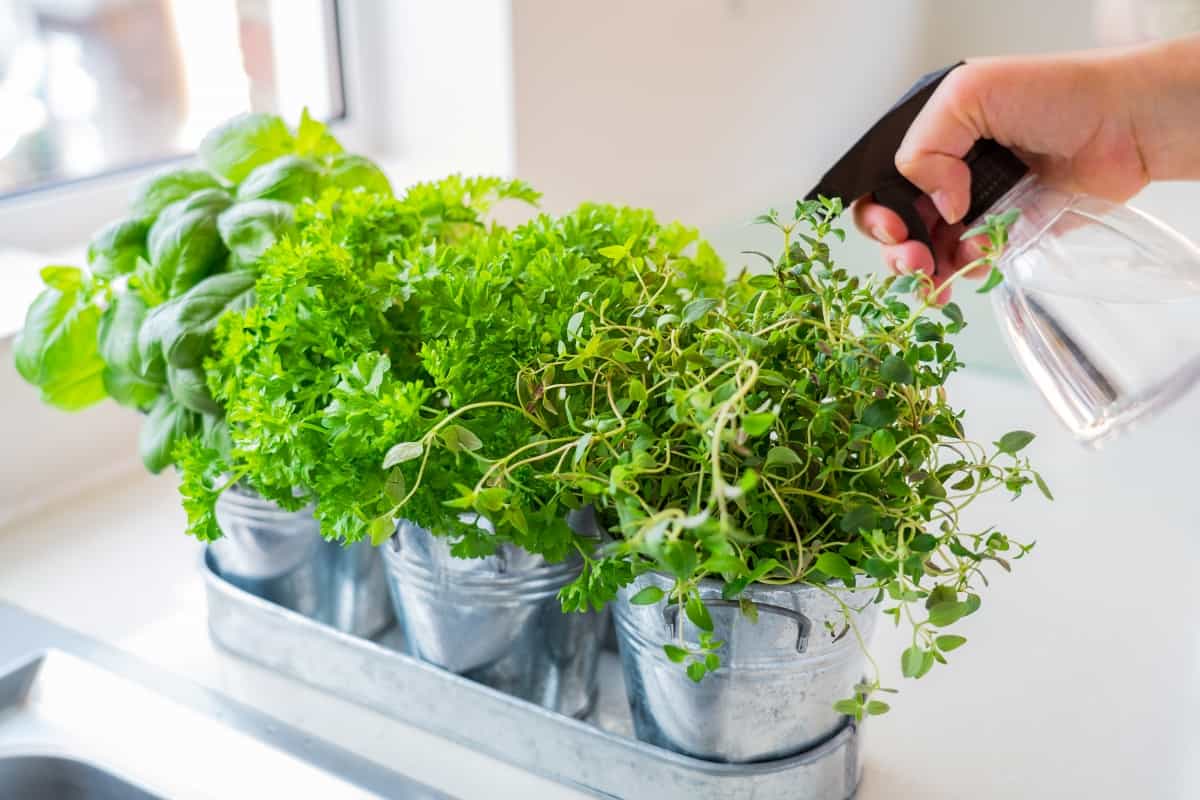 Close up hand watering home gardening on the kitchen. Pots of herbs with basil, parsley and thyme. Home planting and food growing. Sustainable lifestyle, plant-based foods. Selective focus. Copy space