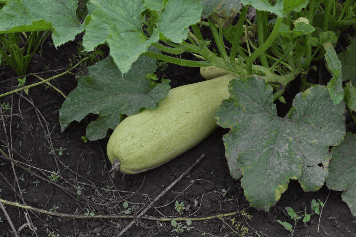 Close-up image of Zucchini in the garden