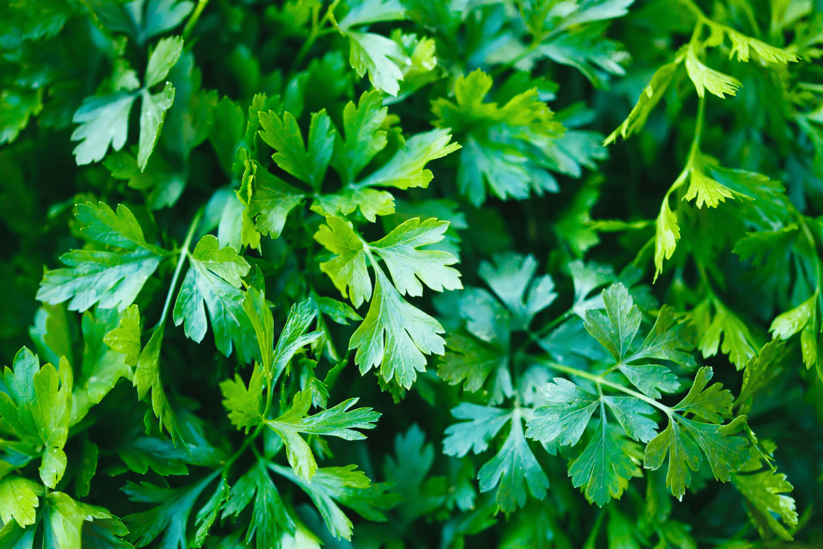 Close up image of green parsley