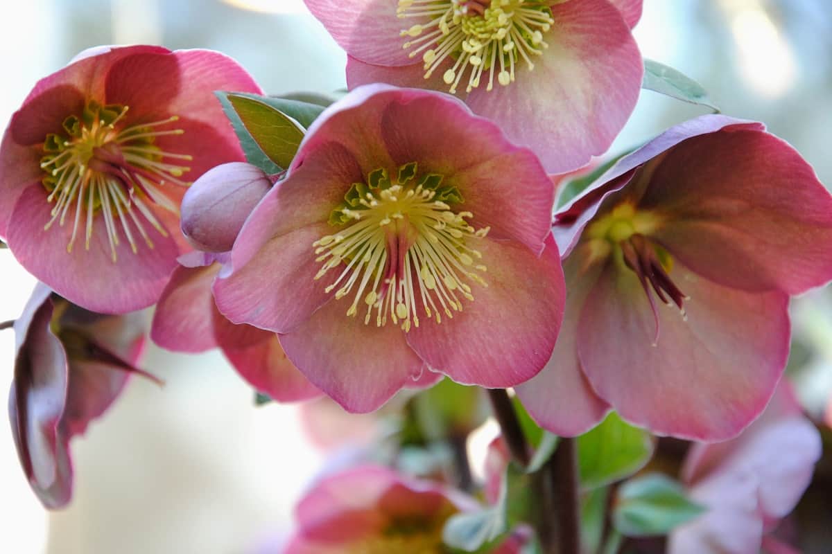 Close up of a big purple and green mottled flower of a Hellebore cultivar
