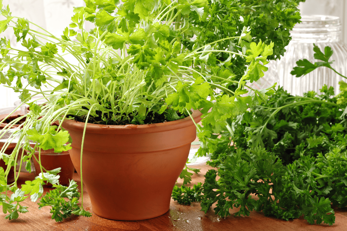 Close up of clay pot with parsley plant