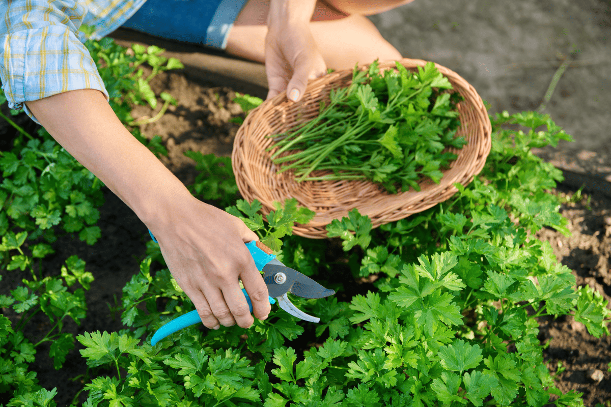 Close-up of hands with pruner cutting crop of fresh parsley