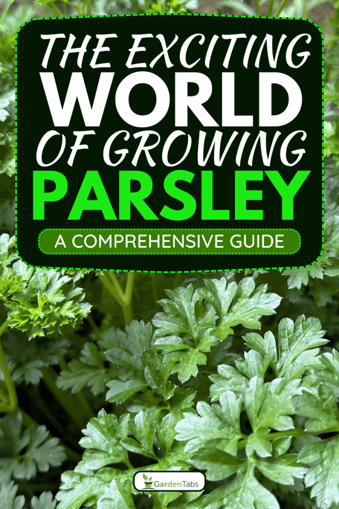 Close up of parsley, a nutritious herb, The Exciting World of Growing Parsley: A Comprehensive Guide