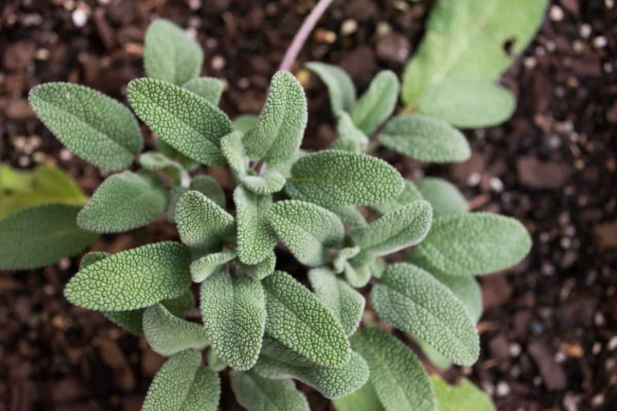 Close-up of sage plant in herb garden used for cooking