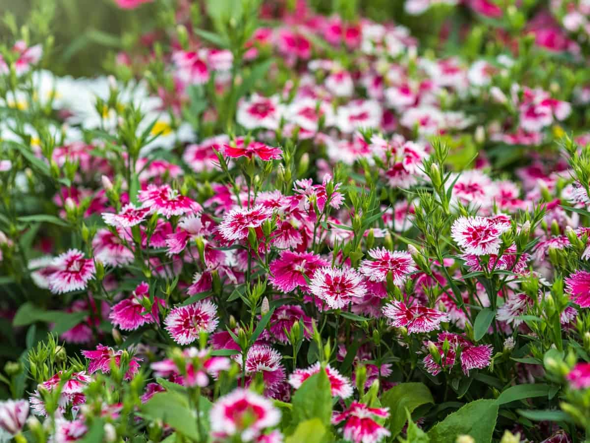 Close up of some beautiful Dianthus Baby Doll, Dianthus Chinensis, flowers growing in garden with leaves and soil, selective growing. Dianthus chinensis, commonly known as rainbow pink or China pink
