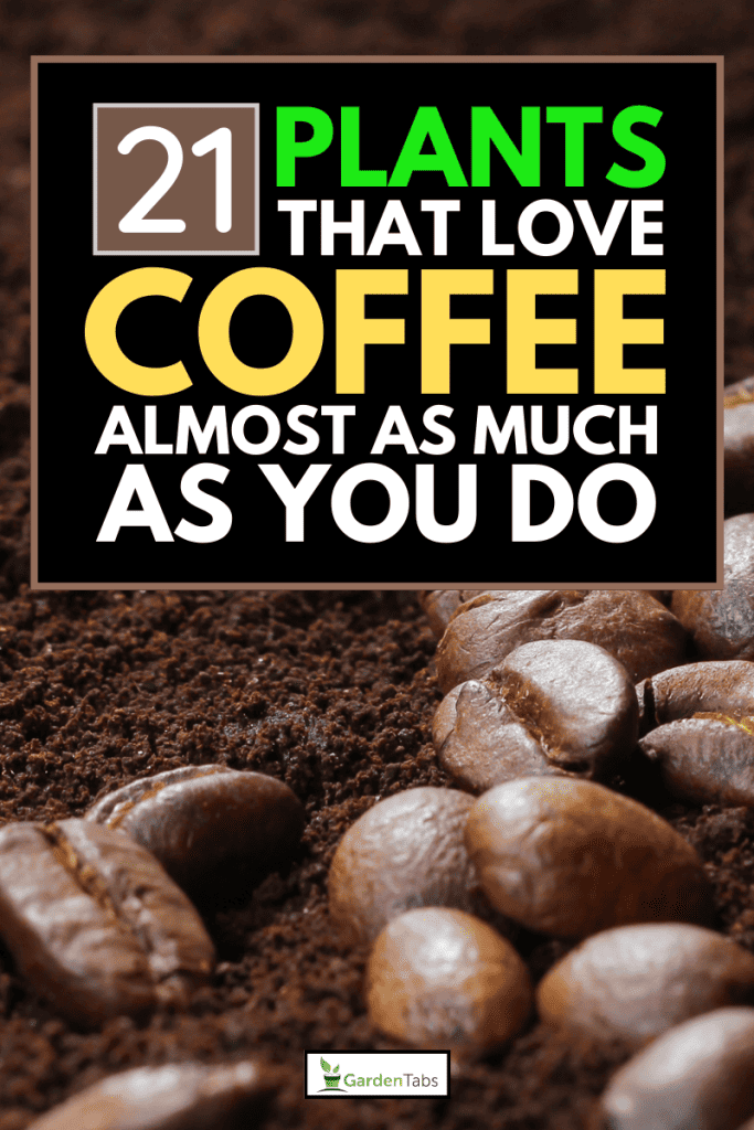 Coffee beans and ground coffee, 21 Plants That Love Coffee Almost as Much as You Do