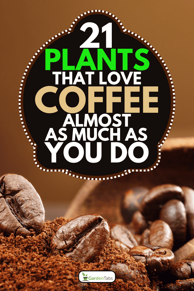 Coffee beans macro on a brown background, 21 Plants That Love Coffee Almost as Much as You Do