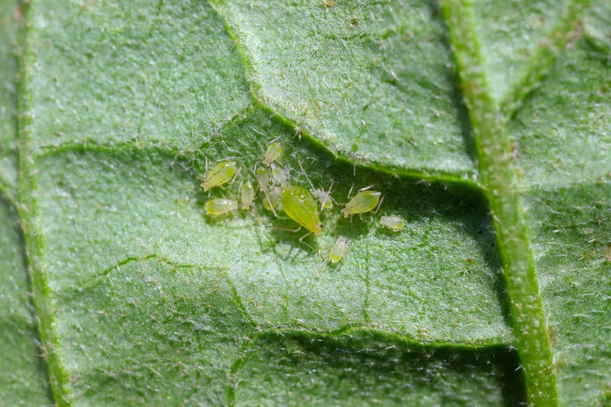 Colony of green potato aphids on the underside of a leaf