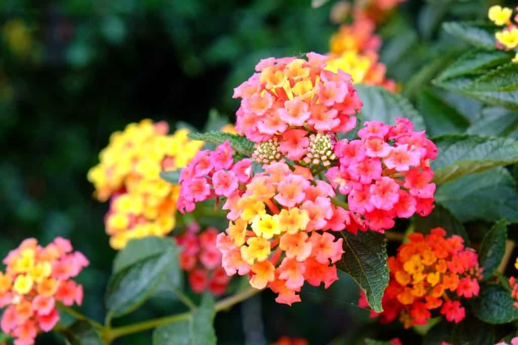 Colorful Flowers of West Indian Lantana in Pink Yellow Red Orange