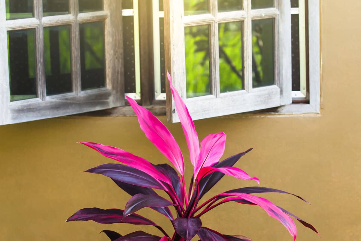 Colourful cordyline fruticosa or Ti plants foliage growing near wooden window and cream concrete wall.